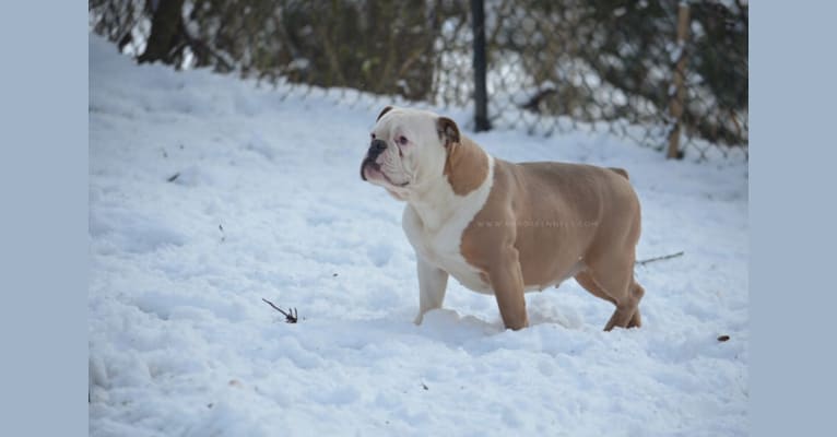 PACE, an Olde English Bulldogge tested with EmbarkVet.com