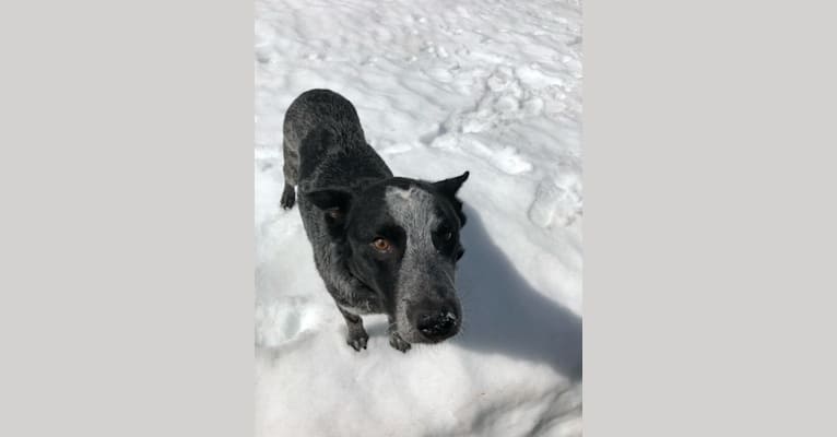 Bodie, an Australian Cattle Dog and Border Collie mix tested with EmbarkVet.com