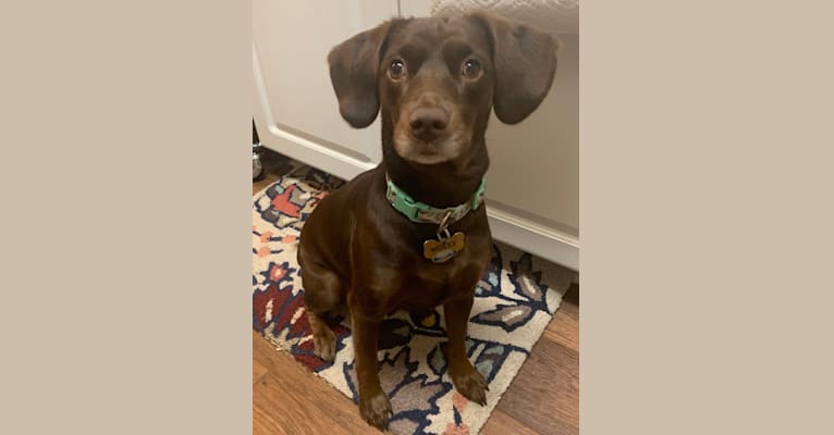 Molly, a Boykin Spaniel and American Foxhound mix tested with EmbarkVet.com