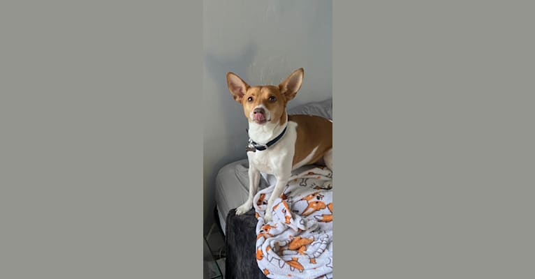 Chewy, a Chihuahua and Miniature Pinscher mix tested with EmbarkVet.com