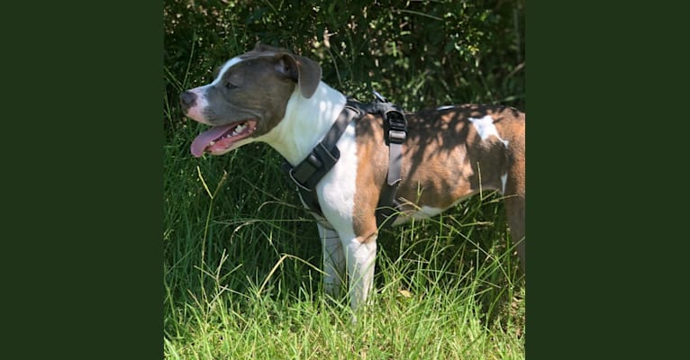 Lexie, an American Bully and American Bulldog mix tested with EmbarkVet.com