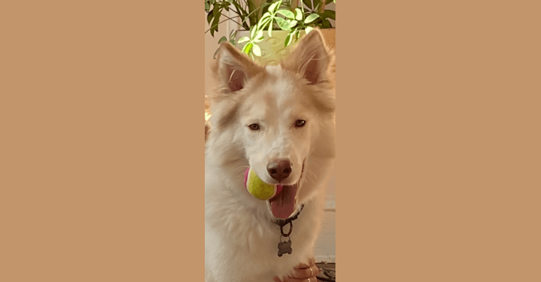 Odie, a Siberian Husky and Australian Cattle Dog mix tested with EmbarkVet.com