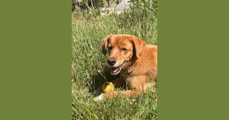 Banya, a Cocker Spaniel and Jindo mix tested with EmbarkVet.com