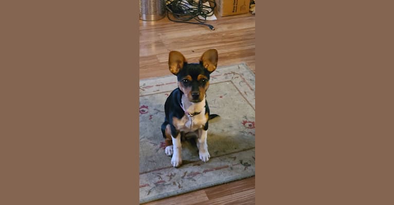 Photo of Mia, a Chihuahua, Yorkshire Terrier, and Mixed mix in Bartonville, Illinois, USA