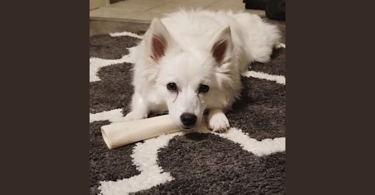 Kitsie, an American Eskimo Dog tested with EmbarkVet.com