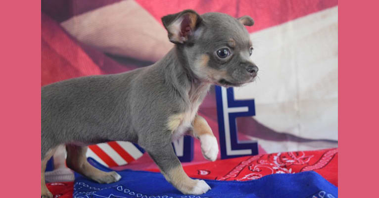 Pheona, a Chihuahua tested with EmbarkVet.com