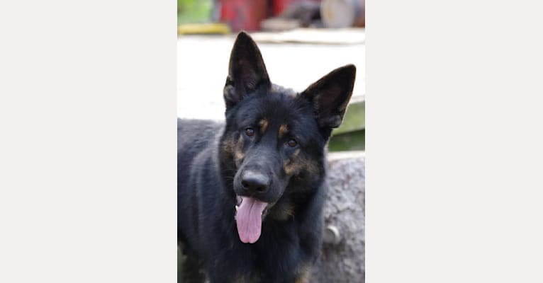 Vortex, a German Shepherd Dog tested with EmbarkVet.com
