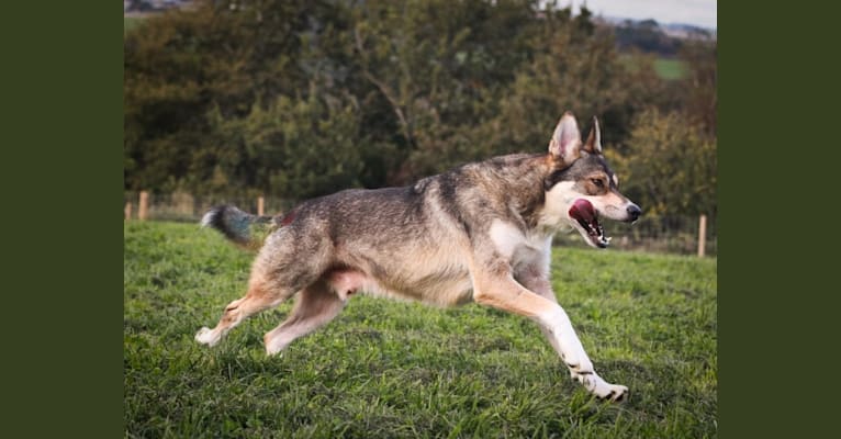 Photo of Koda, a German Shepherd Dog, Siberian Husky, and Border Collie mix in Essex, UK