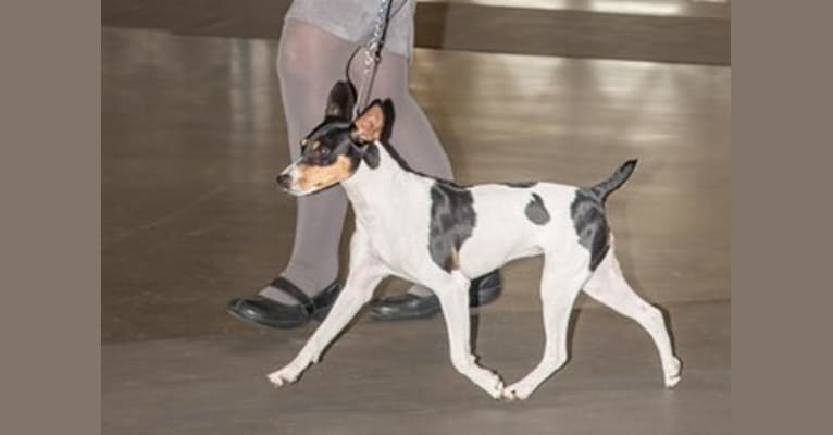 Hemi, a Rat Terrier tested with EmbarkVet.com