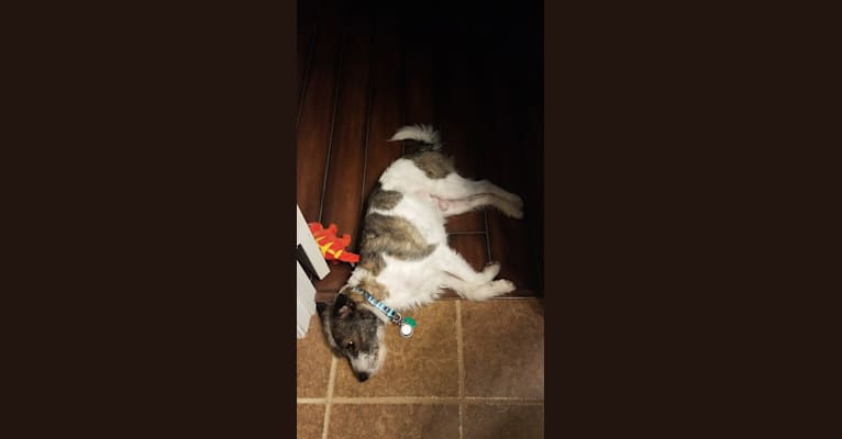 Photo of Abbott, a Chihuahua, Shih Tzu, Miniature Schnauzer, Rat Terrier, American Eskimo Dog, Cocker Spaniel, and Mixed mix in Tennessee, USA