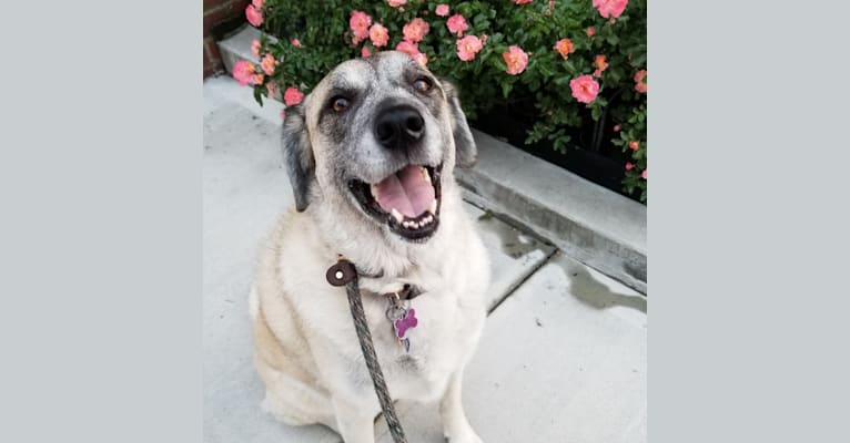 Ava, a Great Pyrenees and Anatolian Shepherd Dog mix tested with EmbarkVet.com