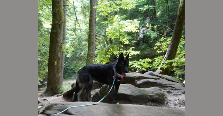 Luna, a Siberian Husky and German Shepherd Dog mix tested with EmbarkVet.com