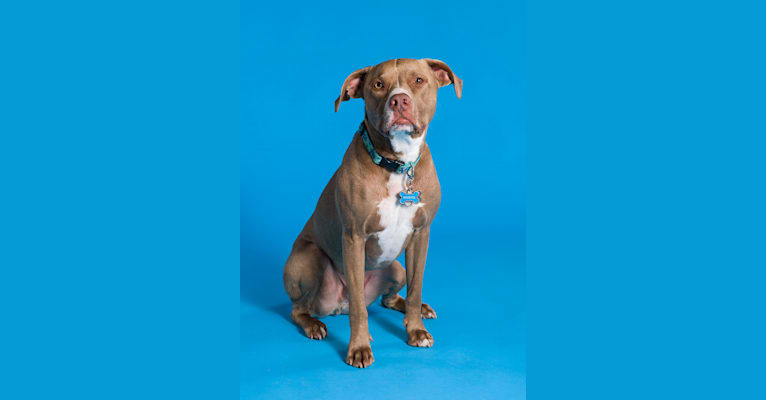 Wichita, an American Pit Bull Terrier tested with EmbarkVet.com