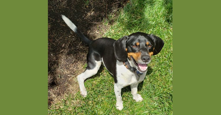 Oscar, a Beagle and Russell-type Terrier mix tested with EmbarkVet.com