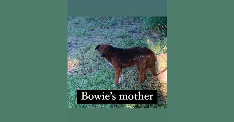 Bowie, an American Village Dog and Chow Chow mix tested with EmbarkVet.com