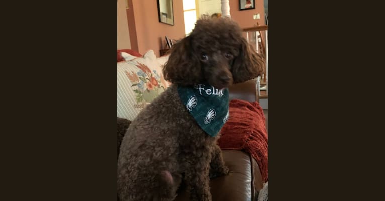 Felix - Elyssa’s dog, a Poodle (Small) tested with EmbarkVet.com