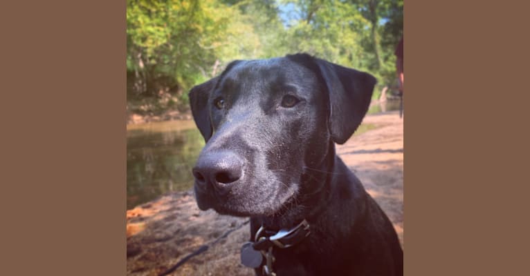 Photo of Rhett Butler, a Labrador Retriever, American Pit Bull Terrier, and American Staffordshire Terrier mix in Mississippi, USA