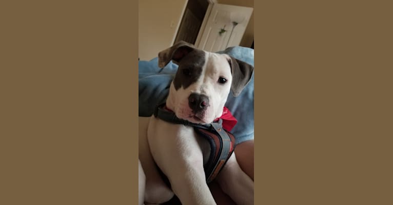 Photo of Bella Caroline, an American Pit Bull Terrier and American Staffordshire Terrier mix in San Angelo, Texas, USA