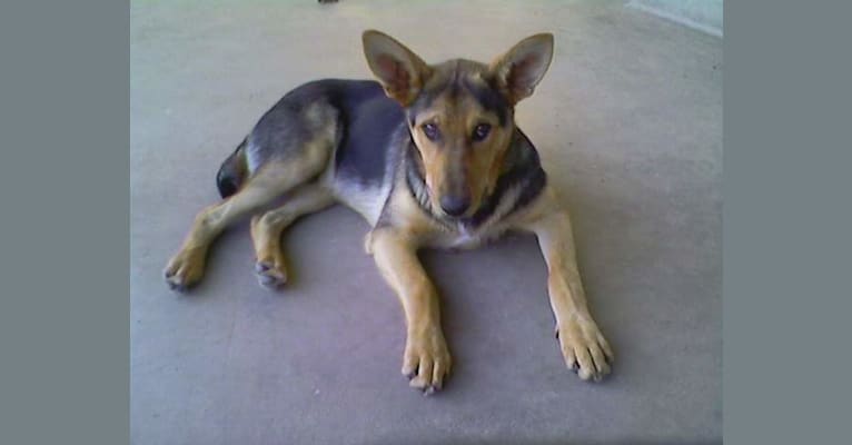 Photo of Lukas, a German Shepherd Dog, Australian Cattle Dog, and American Pit Bull Terrier mix in USA