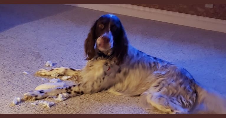 Photo of Lincoln, a Llewellin Setter  in Clovis, CA, USA