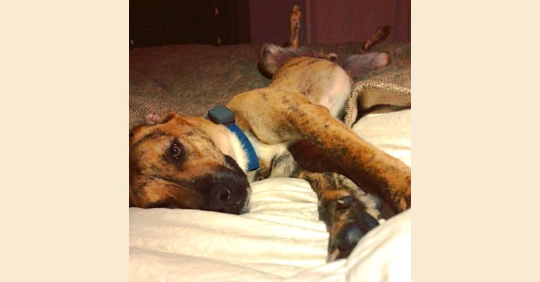Baldwin, a Labrador Retriever and American Pit Bull Terrier mix tested with EmbarkVet.com