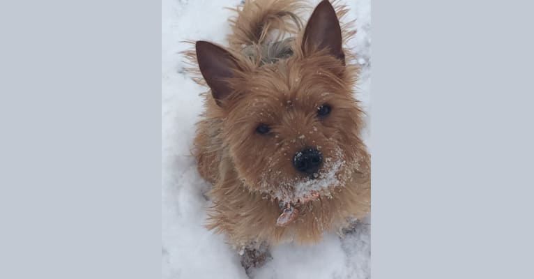 Charlie, a Yorkshire Terrier and Bichon Frise mix tested with EmbarkVet.com