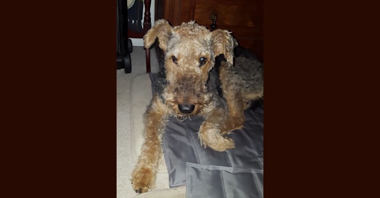 Reyme, an Airedale Terrier tested with EmbarkVet.com