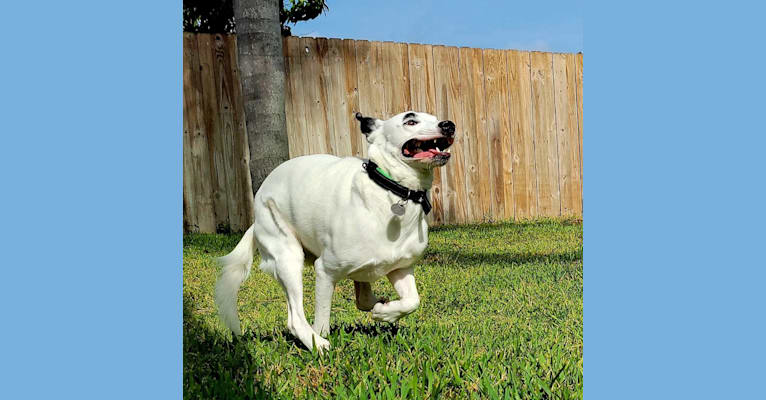 Buster, an American Bully and American Pit Bull Terrier mix tested with EmbarkVet.com