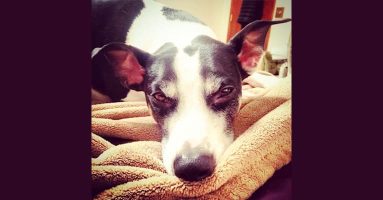 Maddie, an American Pit Bull Terrier and Rat Terrier mix tested with EmbarkVet.com