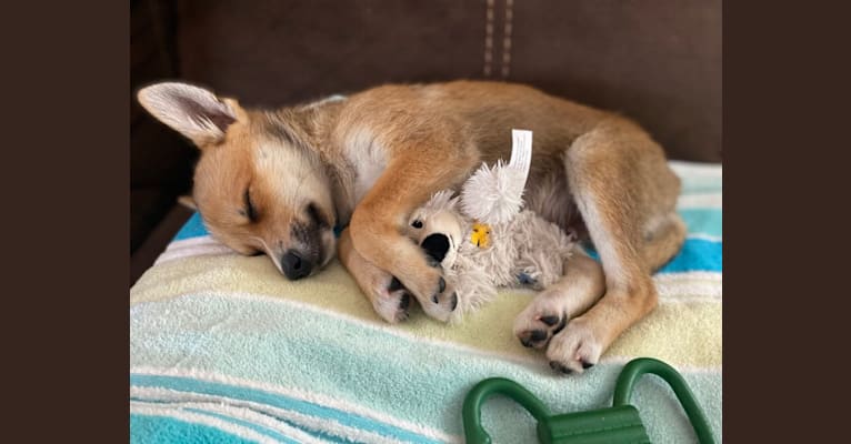 Koda, a Pomeranian and Toy Fox Terrier mix tested with EmbarkVet.com