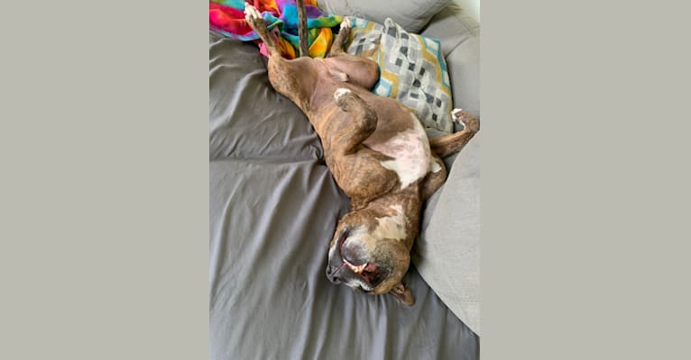 Photo of Dozer, an American Pit Bull Terrier, American Bully, and American Staffordshire Terrier mix in Portsmouth, Rhode Island, USA