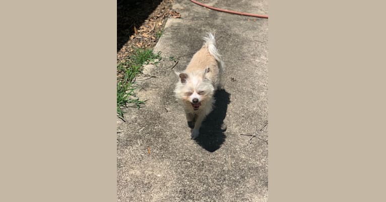 Photo of Ollie, a Chihuahua, Poodle (Small), and Mixed mix in Gonzales, Louisiana, USA