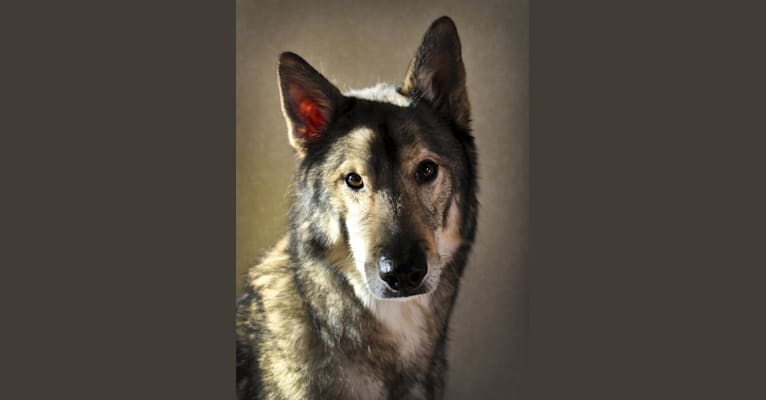Ulric, a Siberian Husky and German Shepherd Dog mix tested with EmbarkVet.com