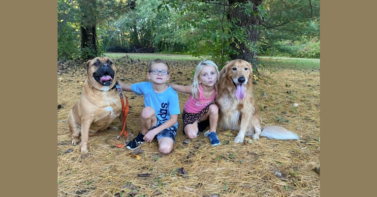 Zoey, a Bullmastiff tested with EmbarkVet.com