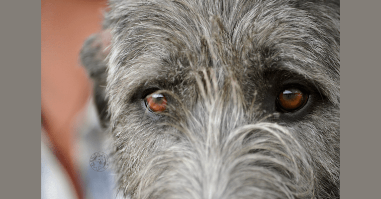 Photo of Gaia, an Irish Wolfhound 