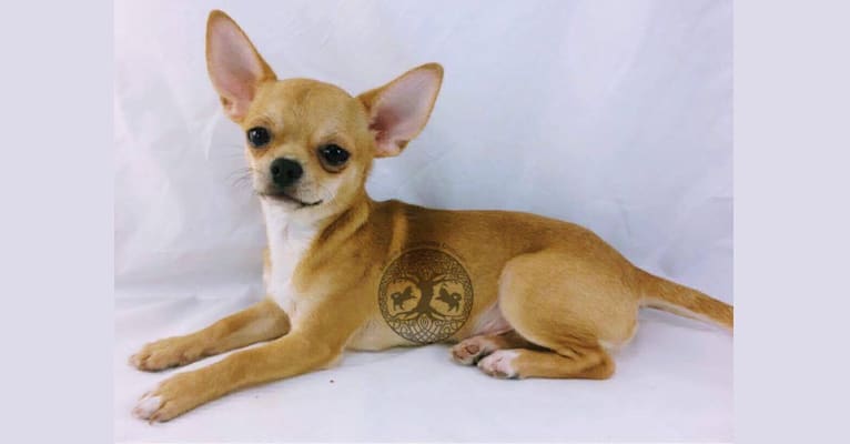 Photo of Chronos, a Chihuahua 