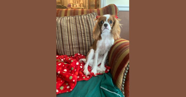 Rose Tyler, a Cavalier King Charles Spaniel tested with EmbarkVet.com