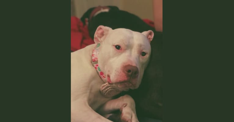 Nina, an American Bulldog and American Pit Bull Terrier mix tested with EmbarkVet.com
