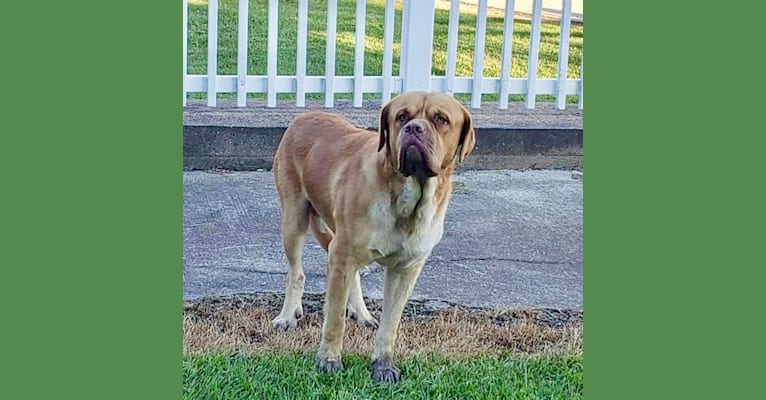 Photo of DEXTER, a Dogue de Bordeaux, American Pit Bull Terrier, Rottweiler, and Great Pyrenees mix in Bridge City, Texas, USA