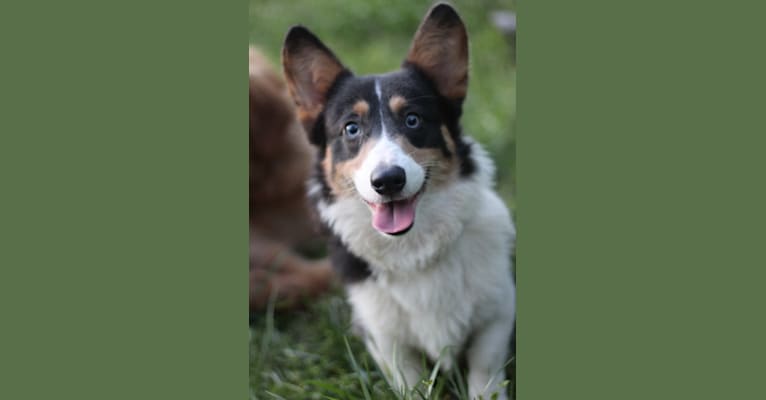 Photo of Butterball, a Pembroke Welsh Corgi  in Tennessee, USA