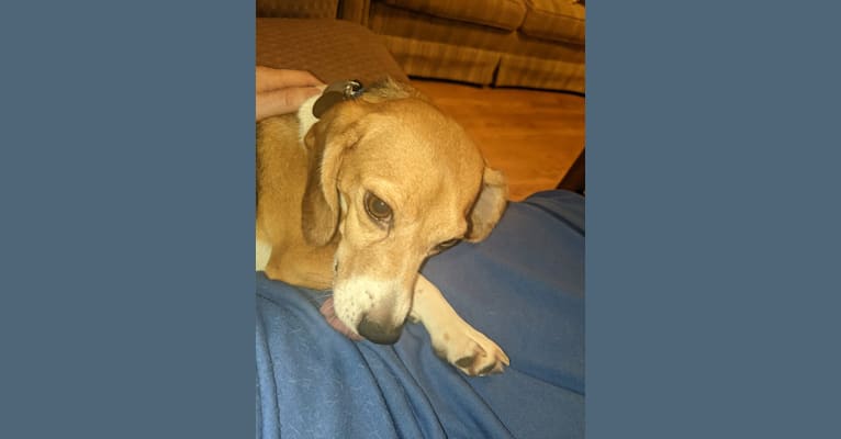 Neely, a Beagle tested with EmbarkVet.com