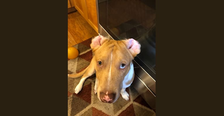 Photo of Huck, an American Pit Bull Terrier, American Staffordshire Terrier, and Australian Cattle Dog mix in Oklahoma, USA