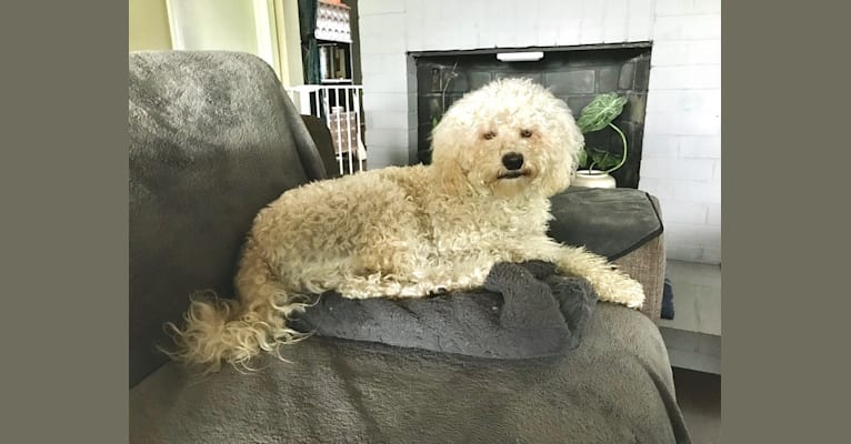 Charlie, a Poodle (Small) and Maltese mix tested with EmbarkVet.com