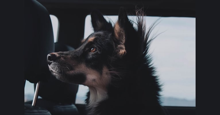 Luna, an Australian Cattle Dog and Chow Chow mix tested with EmbarkVet.com