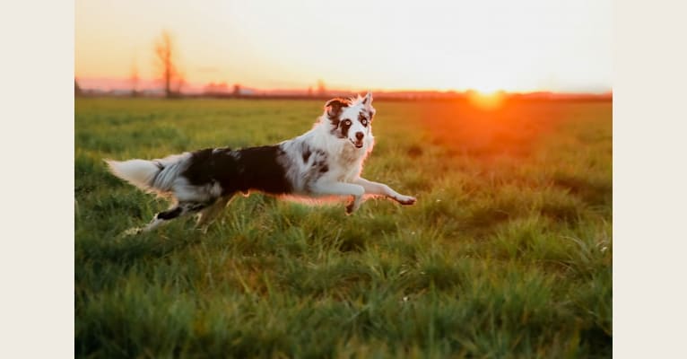 Photo of Joey, a Border Collie  in Florida, USA