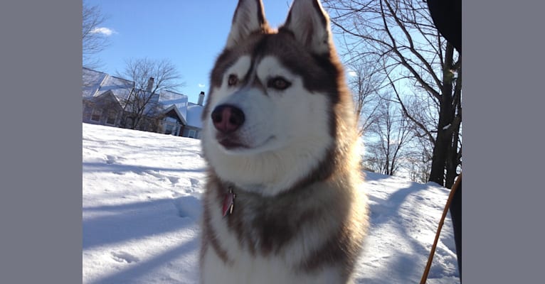 Lily, a Siberian Husky tested with EmbarkVet.com