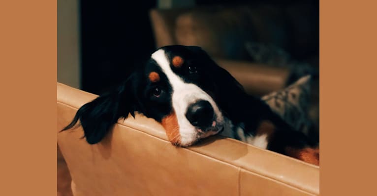 Sadie Rose, a Bernese Mountain Dog tested with EmbarkVet.com