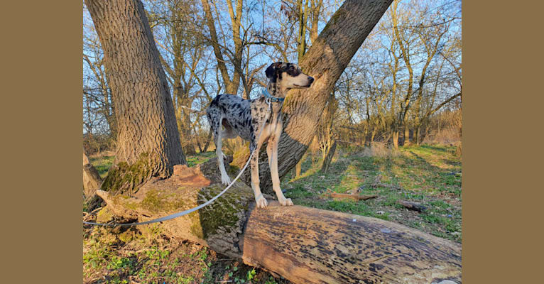 Photo of Arlo, a Greyhound, Saluki, American Pit Bull Terrier, and Whippet mix in Bedford, England, United Kingdom