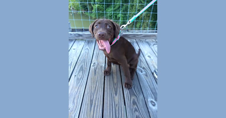 Jessie, a Labrador Retriever and German Shepherd Dog mix tested with EmbarkVet.com