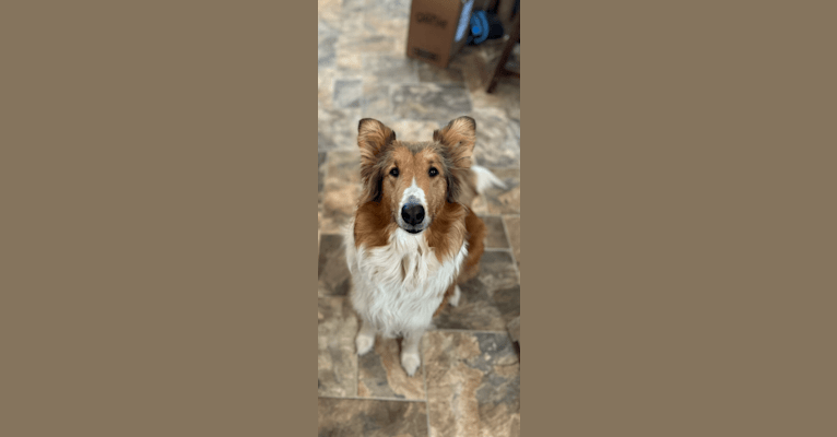 Mellow, a Collie tested with EmbarkVet.com